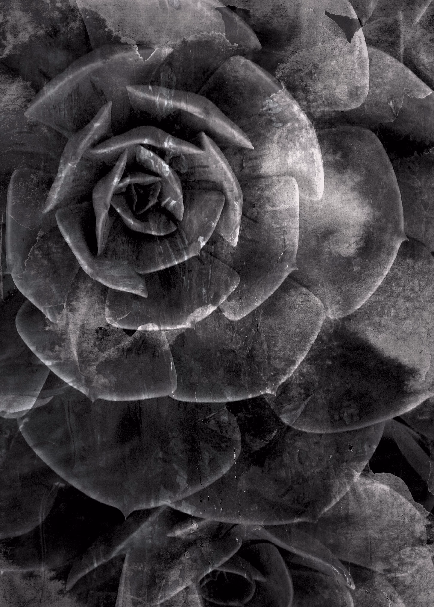 Plant print 2
